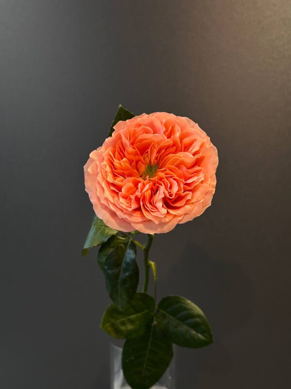 Роза Мандарин