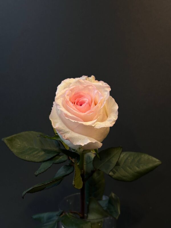 Роза Мандала 60 см