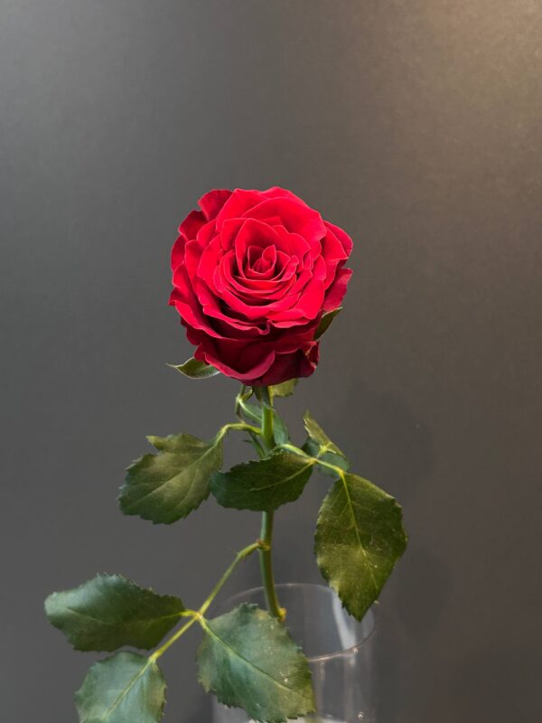 Роза Родос 50 см