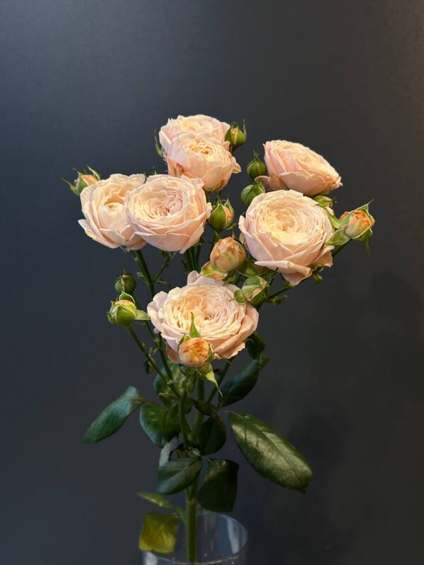 Роза кустовая пионовидная Нинк